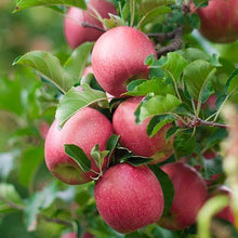 Load image into Gallery viewer, 3-in-1 Apple Surprise Tree