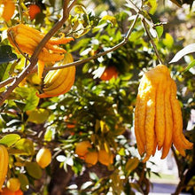 Load image into Gallery viewer, Buddha's Hand Citron
