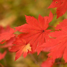 Load image into Gallery viewer, Endless Autumn Maple™ Tree