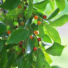 Load image into Gallery viewer, Chinese Hackberry Tree