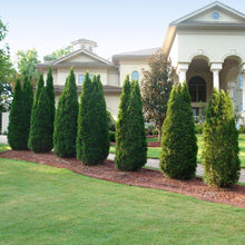Load image into Gallery viewer, Emerald Green Thuja Tree