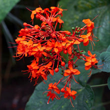 Load image into Gallery viewer, Flaming Glory Plant