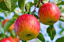 Load image into Gallery viewer, Fuji Apple Tree