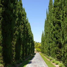 Load image into Gallery viewer, Italian Cypress