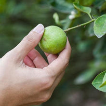 Load image into Gallery viewer, Key Lime Tree