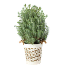 Load image into Gallery viewer, Italian Stone Pine Tree in Decorative Pot