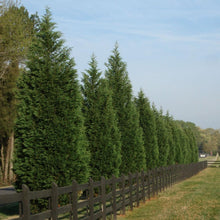 Load image into Gallery viewer, Leyland Cypress