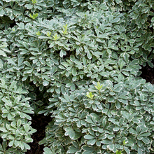 Load image into Gallery viewer, Mojo Dwarf Pittosporum