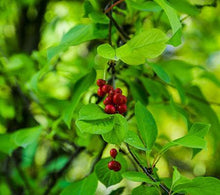 Load image into Gallery viewer, Magnolia Vine (Five Flavor Fruit)