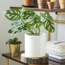 Load image into Gallery viewer, Monstera Adansonii