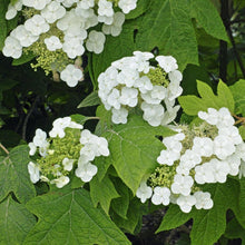 Load image into Gallery viewer, Munchkin Hydrangea Shrub
