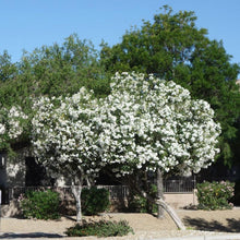 Load image into Gallery viewer, White Nerium Oleander Tree