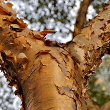 Load image into Gallery viewer, Paperbark Maple