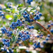 Load image into Gallery viewer, Aurora Blueberry Bush - USDA Organic