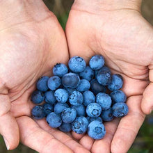 Load image into Gallery viewer, Powderblue Blueberry - USDA Organic