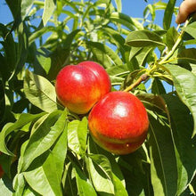 Load image into Gallery viewer, Red Gold Nectarine