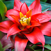 Load image into Gallery viewer, Red Bromeliad