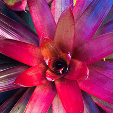 Load image into Gallery viewer, Red Bromeliad