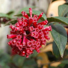 Load image into Gallery viewer, Newell Red Cestrum Plant