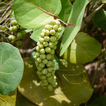 Load image into Gallery viewer, Sea Grape Bush