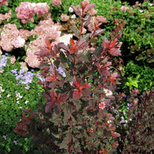 Load image into Gallery viewer, Sweet Cherry Tea Ninebark