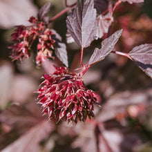 Load image into Gallery viewer, Sweet Cherry Tea Ninebark