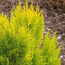 Load image into Gallery viewer, Thuja Golden Spire