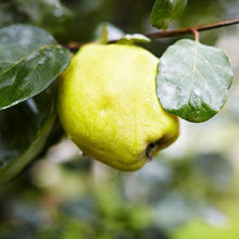 Load image into Gallery viewer, Van Deman Quince