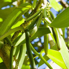 Load image into Gallery viewer, Vanilla Bean Plant