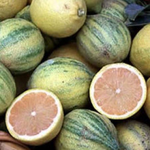 Load image into Gallery viewer, Pink Variegated Eureka Lemon Tree
