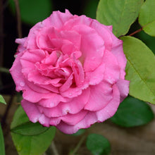 Load image into Gallery viewer, Zephirine Drouhin Climbing Rose