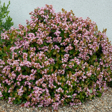 Load image into Gallery viewer, Pinkie Indian Hawthorn Shrub