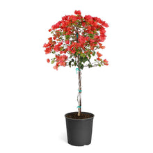 Load image into Gallery viewer, Sundown Orange Bougainvillea
