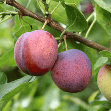 Load image into Gallery viewer, 4-in-1 Plum Surprise
