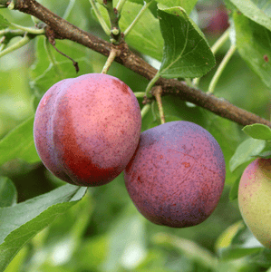 4-in-1 Plum Surprise