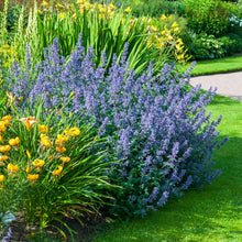 Load image into Gallery viewer, Walker's Low Nepeta Catmint Plant
