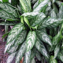 Load image into Gallery viewer, Green Chinese Evergreen Plant

