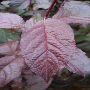 Crimson Pointe™ Purple Leaf Plum Tree