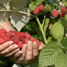 Load image into Gallery viewer, Heritage Everbearing Raspberry - USDA Organic
