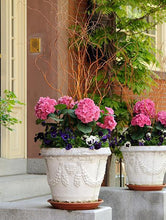 Load image into Gallery viewer, Tivoli Hydrangea - Multi Stem
