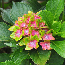 Load image into Gallery viewer, Pistachio Hydrangea Shrub
