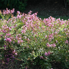 Load image into Gallery viewer, Infinitini® Orchid Crape Myrtle Shrub
