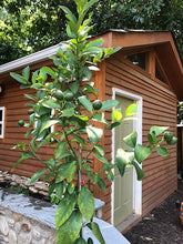 Load image into Gallery viewer, Key Lime Tree - USDA Organic
