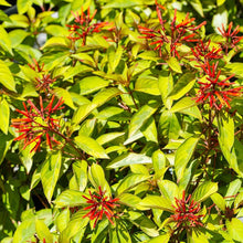 Load image into Gallery viewer, Lime Sizzler™ Firebush
