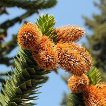 Load image into Gallery viewer, Monkey Puzzle Tree
