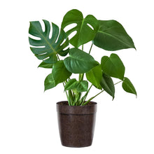 Load image into Gallery viewer, Monstera (Swiss Cheese Plant)
