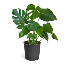 Load image into Gallery viewer, Monstera (Swiss Cheese Plant)
