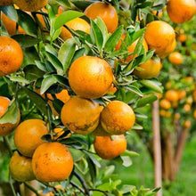 Load image into Gallery viewer, Sanguinelli Blood Orange Tree
