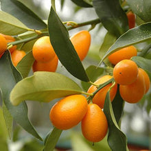 Load image into Gallery viewer, Nagami Kumquat Tree
