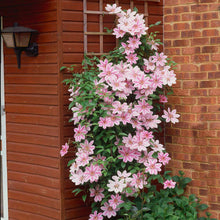 Load image into Gallery viewer, Nelly Moser Clematis Vine
